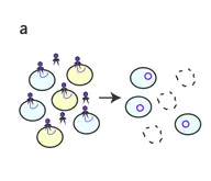 Schematic showing phage treatment reducing a mixed bacterial population Schematic showing phage treatment reducing a mixed bacterial population